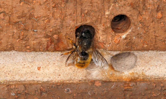 country diary: a solitary bee thrives amid the wet