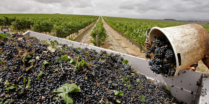 slavlöner och hot bakom vin som säljs på systembolaget