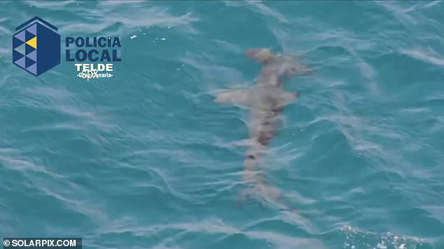fresh shark sightings spark more spanish beach closures