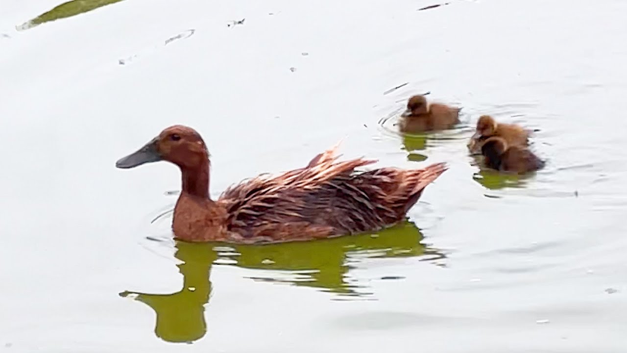 Natural Tips for Hatching Ducklings Successfully