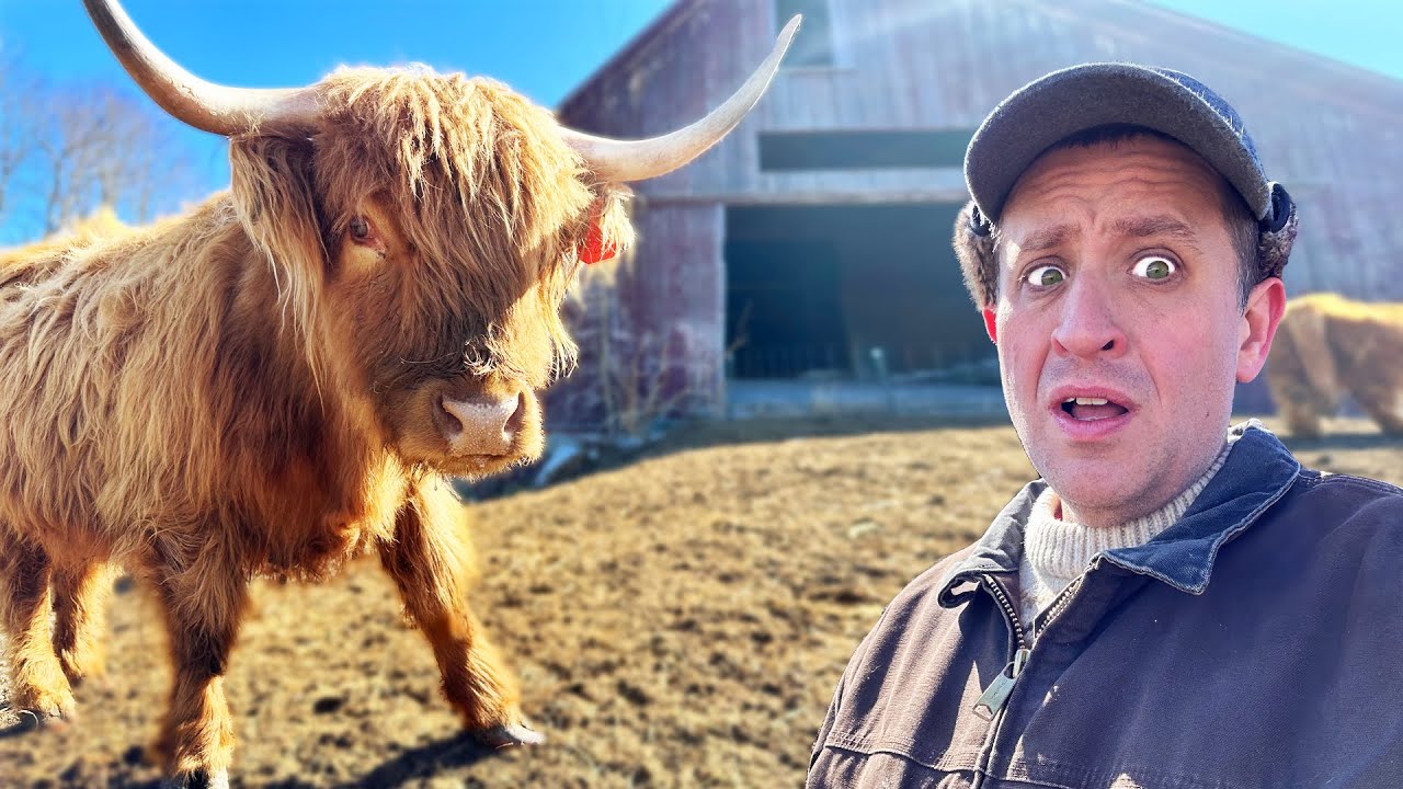 Why I lack the confidence to work with cattle