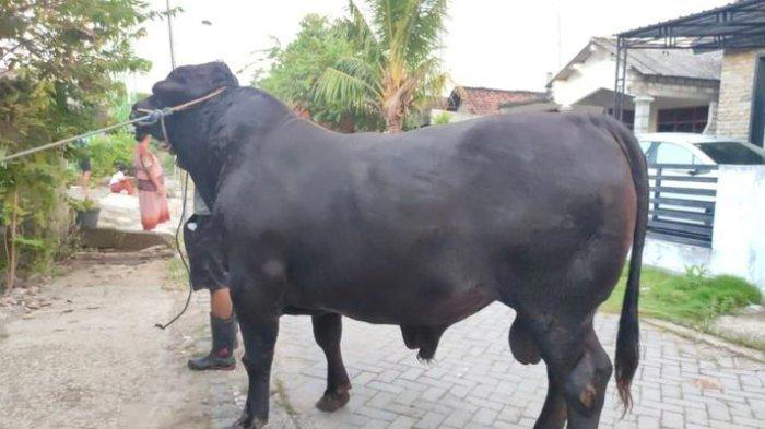mengintip sapi kurban milik jokowi,megawati,dan prabowo subianto,punya ketum pdip mirip banteng