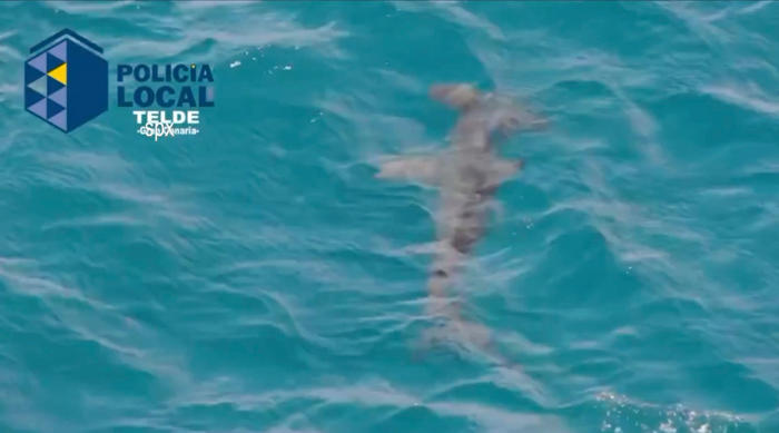 huge hammerhead shark spotted near popular british tourist beaches