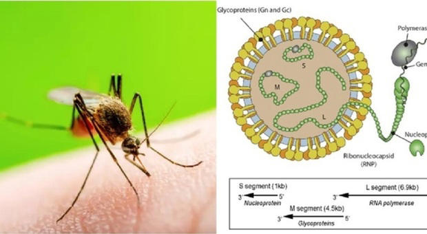 febbre oropouche da zanzare e moscerini: sintomi, cosa è e come si trasmette. primo caso in veneto