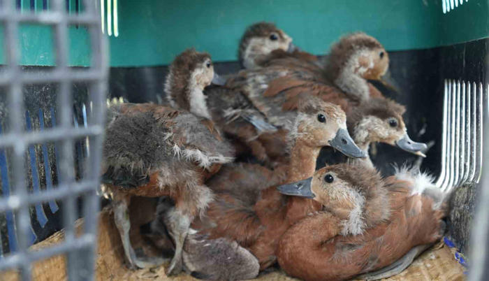 annelerinin terk ettiği angut yavruları bir aylık gözetim sonrası doğaya salındı