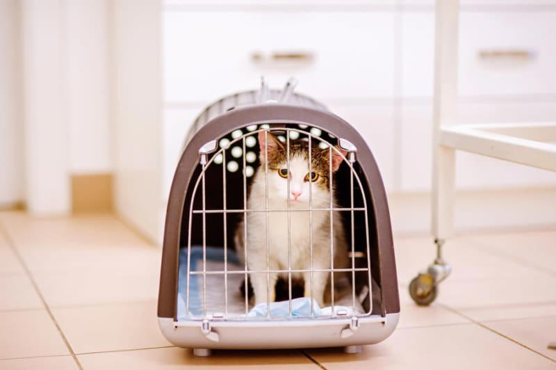 猫を『動物病院』に連れて行くときに注意すべきマナー5つ