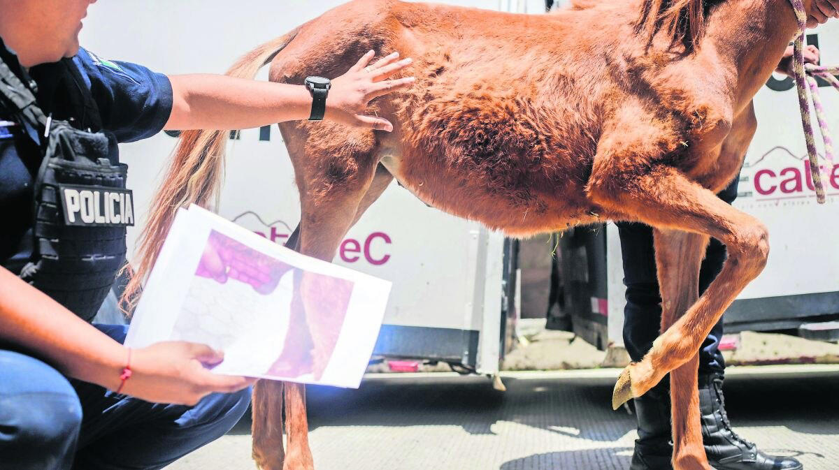 ecatepec rehabilita a cuatro caballos víctimas de maltrato