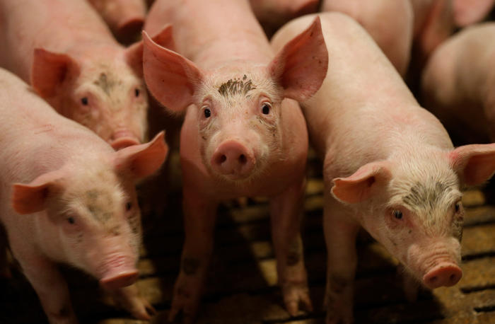 hausse des droits de douane : la chine contre-attaque et ouvre une enquête antidumping sur les importations de porc européen