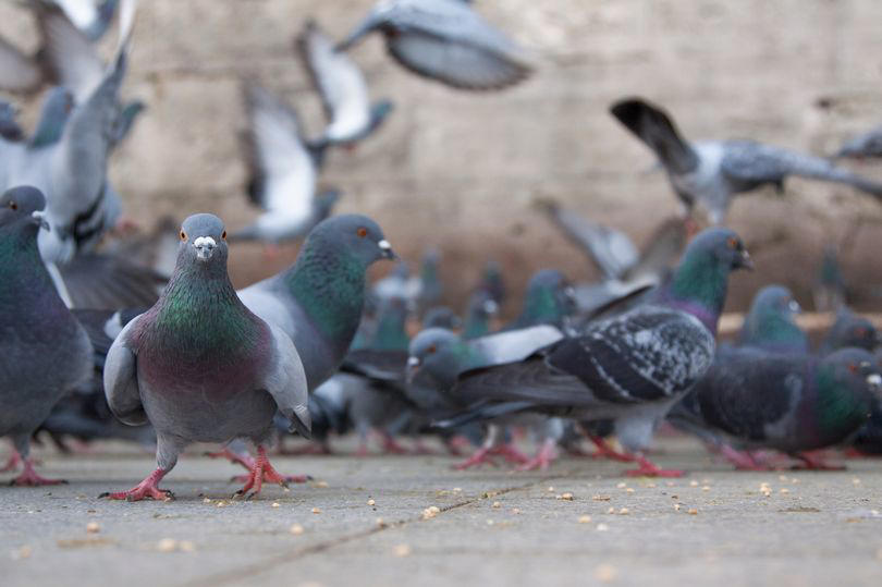 german town votes to slaughter all pigeons in bizarre referendum