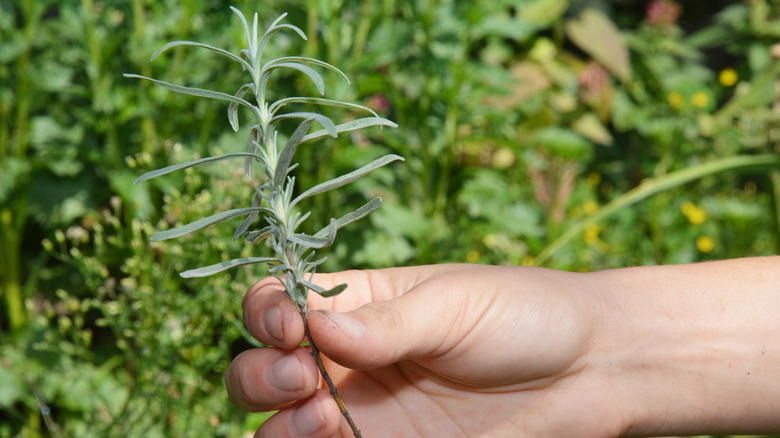fill your garden with free lavender using this simple propagation technique
