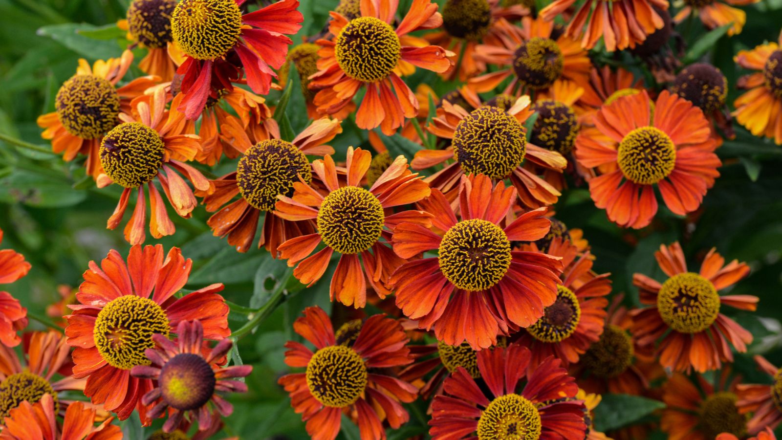 28 Sun Loving Perennials That Can Handle the Heat