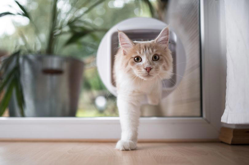 cat owners baffled to learn they can be fined £500 for breaking little-known law