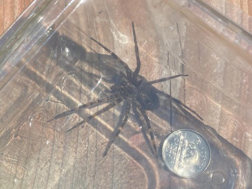 beware: these massive spiders lurk in canada