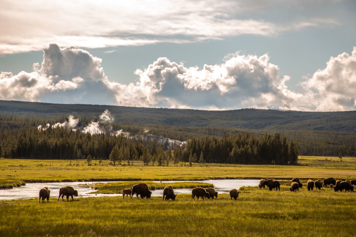 <p><b>Traveler Profile: </b><span>Ashleigh Nicole,</span> <span>35, USA</span></p> <p><b>Location: </b><span>Yellowstone National Park, Wyoming</span></p> <p><b>Time of Year:</b><span> July</span></p> <p><b>Travel Goals:</b><span> Explore the natural wonders and wildlife of Yellowstone</span></p>