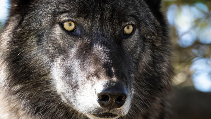 for once, it's a yellowstone wolf – not tourist – that regrets its decision to chase elk