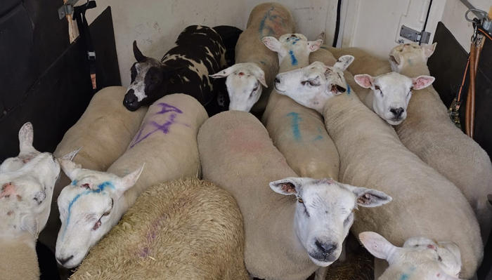 politie en nvwa rollen illegale schapenslachterij op in noord-holland