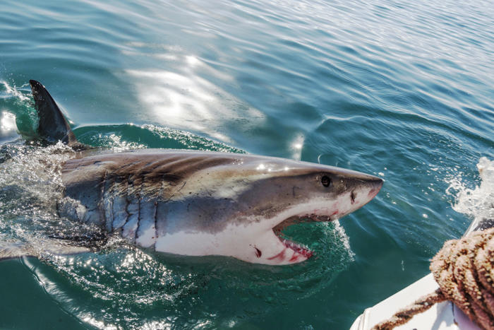woman pushing 'biting' shark away from boat with bare hands shocks internet