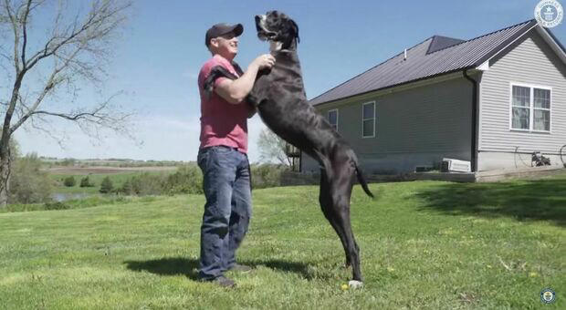 guinness world record, kevin è il cane più alto del mondo