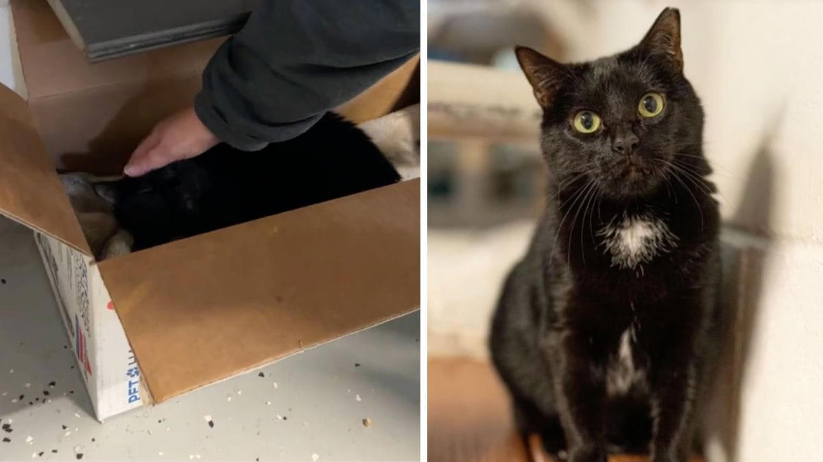 ce chat est au refuge depuis 5 ans : l'association espère attirer l'attention sur lui grâce à une vidéo tiktok