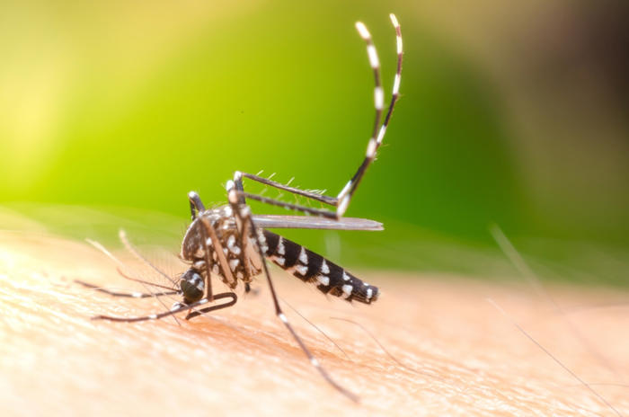 moustiques : la méthode japonaise pour leur dire définitivement adieu