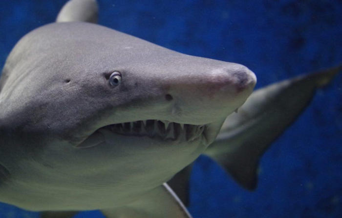 espagne : un requin sème la terreur en s’approchant à toute vitesse d'une plage des canaries, fermée en urgence
