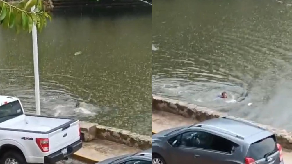 VIDEO: Cocodrilo Persigue A Hombre Y Casi Lo Devora En Una Laguna En ...