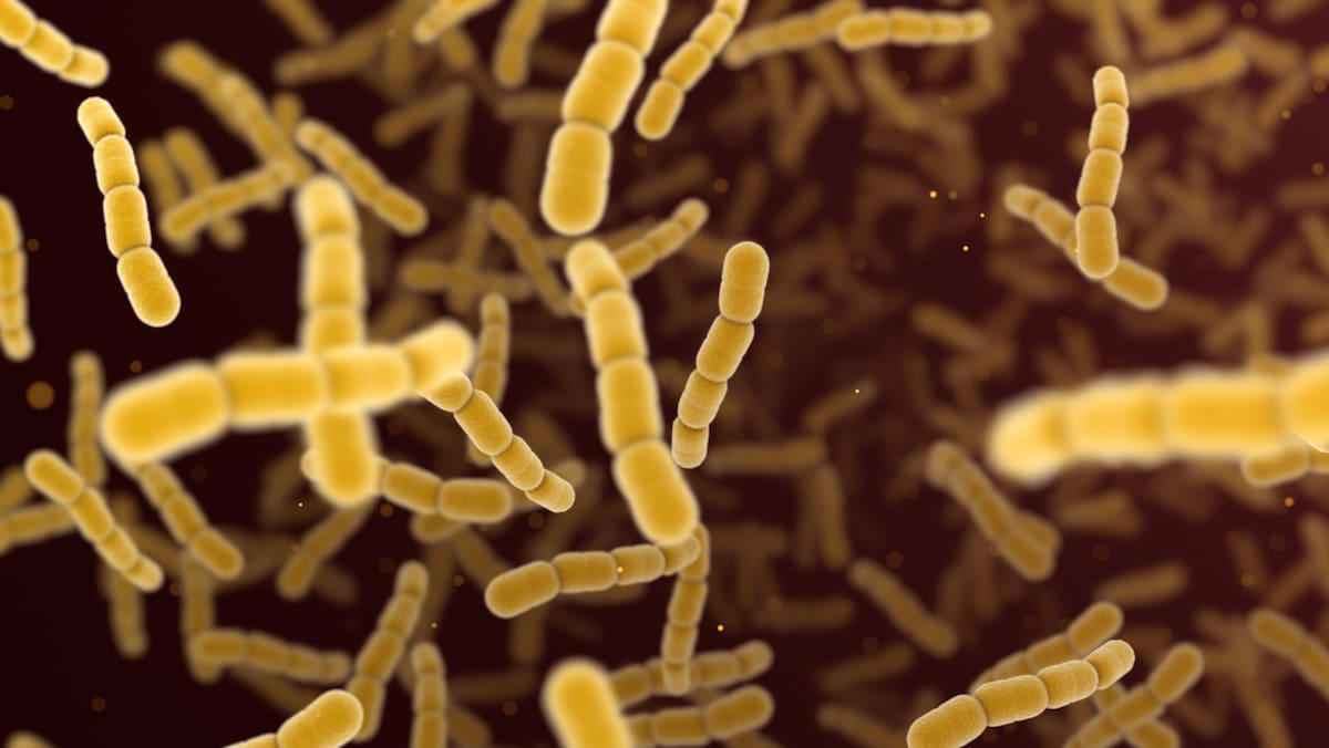 bis zu 30 prozent der infizierten sterben daran: japan-reisende werden vor tödlichen bakterien gewarnt