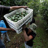 US suspends avocado imports from Mexican state due to security incident, local media says<br>