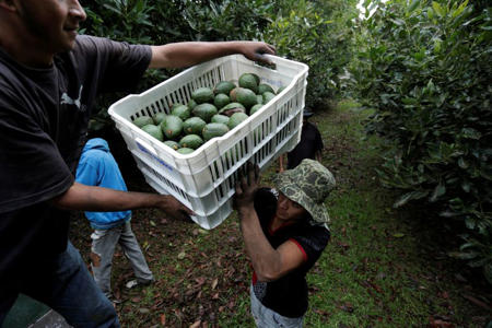 US suspends avocado imports from Mexican state due to security incident, local media says<br><br>