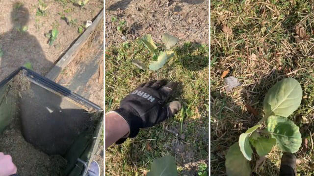 gardener demonstrates why you should never throw away grass clippings: 'i've done this for years'