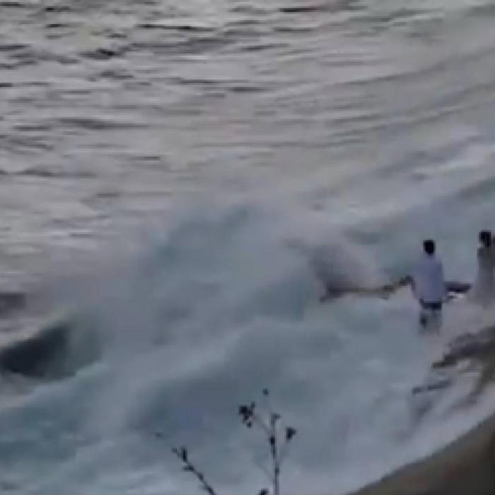 video: ola gigante se 