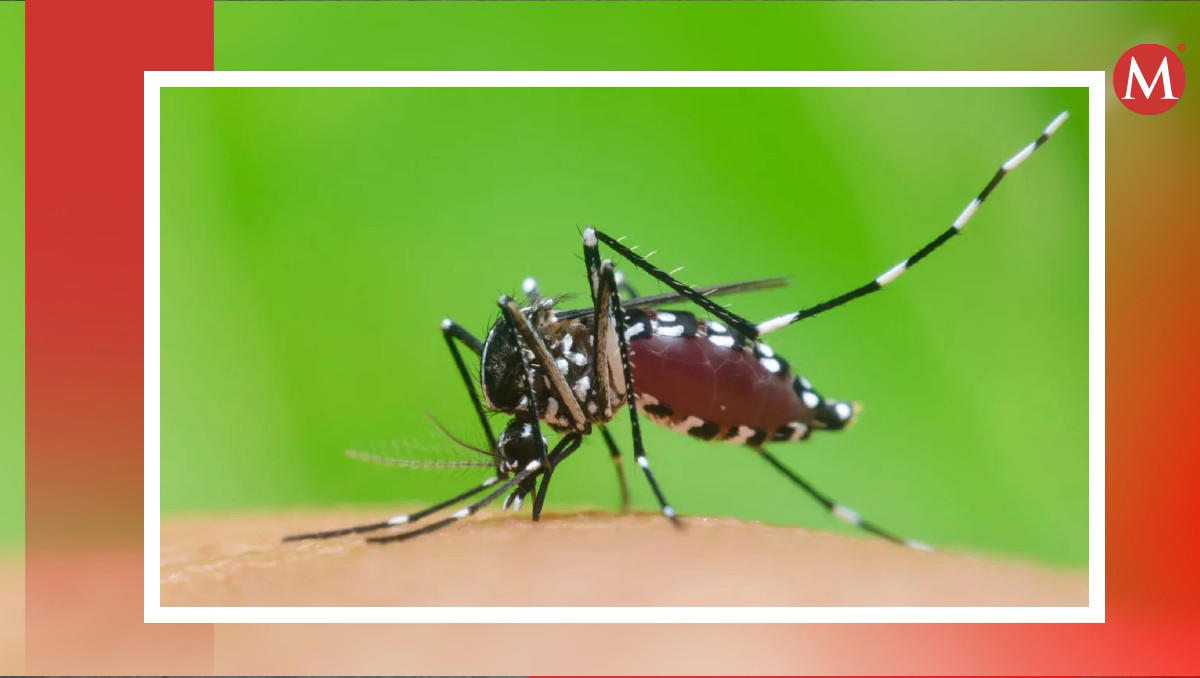 guanajuato registra 21 casos de dengue en plena temporada de calor