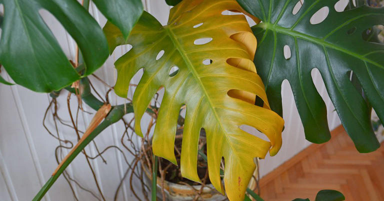 Credit: Shutterstock