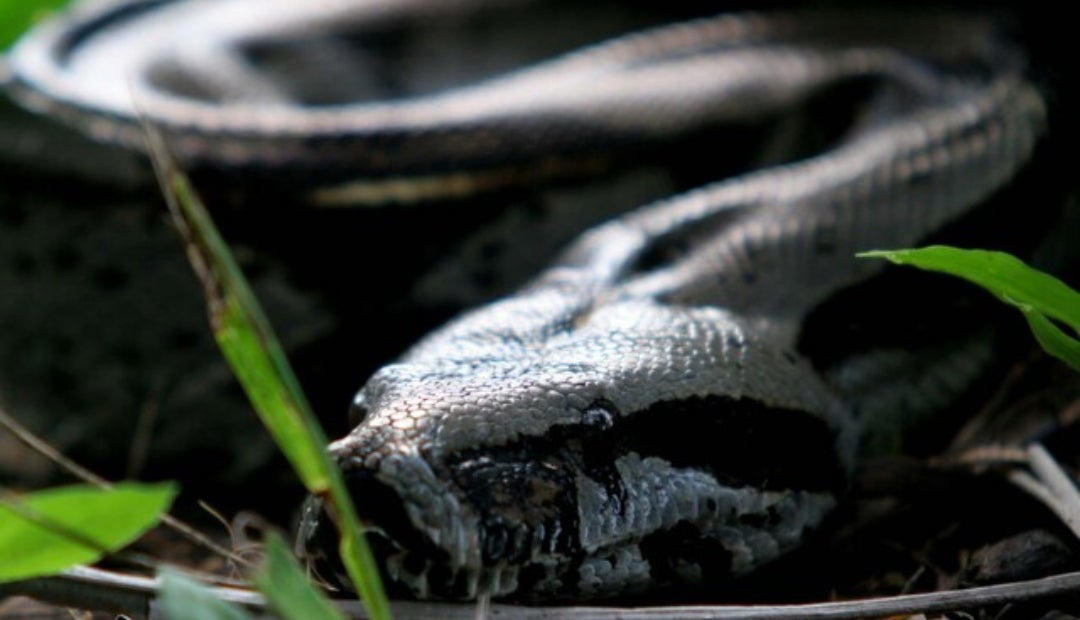según investigaciones, ¿podrían las serpientes contribuir al cuidado de los cultivos?