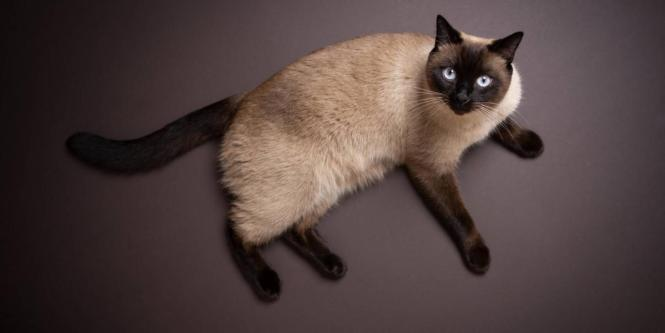 gatos siameses: ¿por qué cambian de color y cómo cuidarlos?