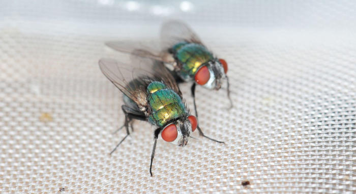 amazon, schmeißfliegen bekämpfen: eine wunder-flüssigkeit macht fliegen den gar aus