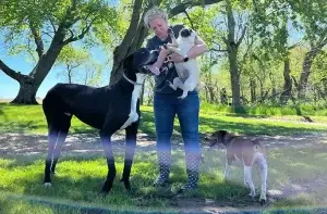 gigante canino: kevin, el gran danés más alto del planeta