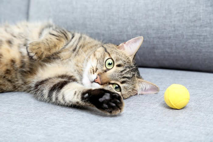 『運動をあまりしない猫』を遊ばせるためのアイデア3選 運動不足はトラブルのもとに？