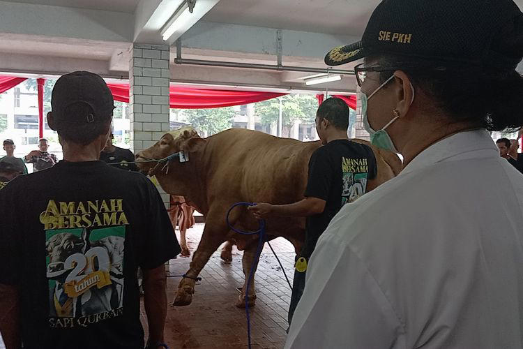 sapi kurban dari jokowi, ma'ruf amin, hingga megawati disembelih di masjid istiqlal