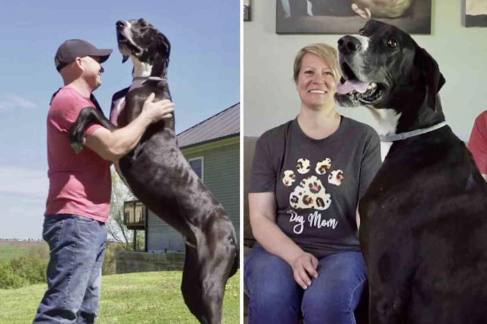 kevin, den stora dansk som fick titeln ‘världens högsta hund’ från guinness, är livrädd för familjens dammsugare.