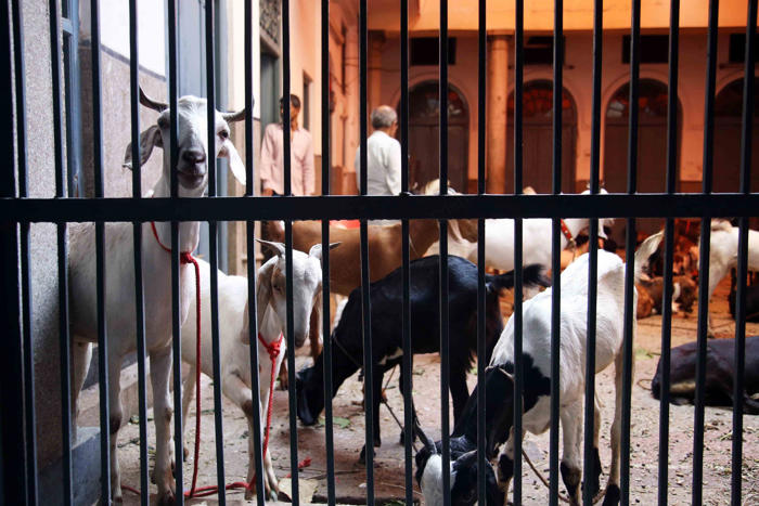 jains in old delhi dressed up as muslims to buy 124 goats. ‘saved them from bakrid sacrifice’