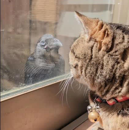 猫が窓を見ていると『カラスの子供』が降ってきて…思いもよらない勘違いに爆笑の声続出「涙の再会ｗ」「急に会いにきちゃｗ」