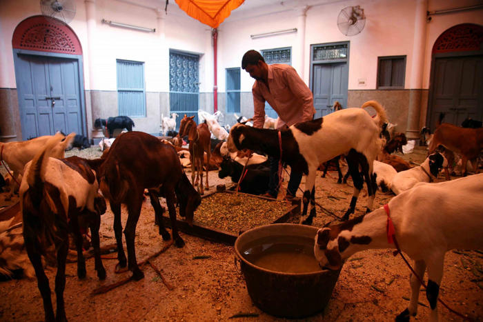 jains in old delhi dressed up as muslims to buy 124 goats. ‘saved them from bakrid sacrifice’