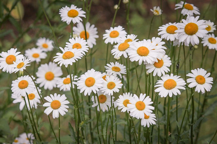 les 10 plus belles fleurs à planter dans son jardin