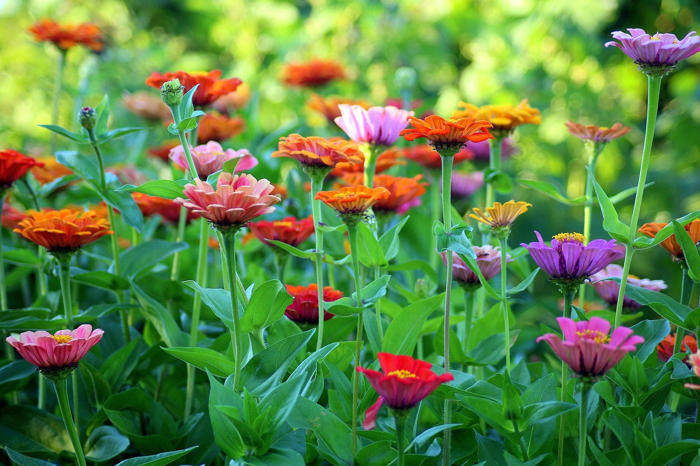 les 10 plus belles fleurs à planter dans son jardin