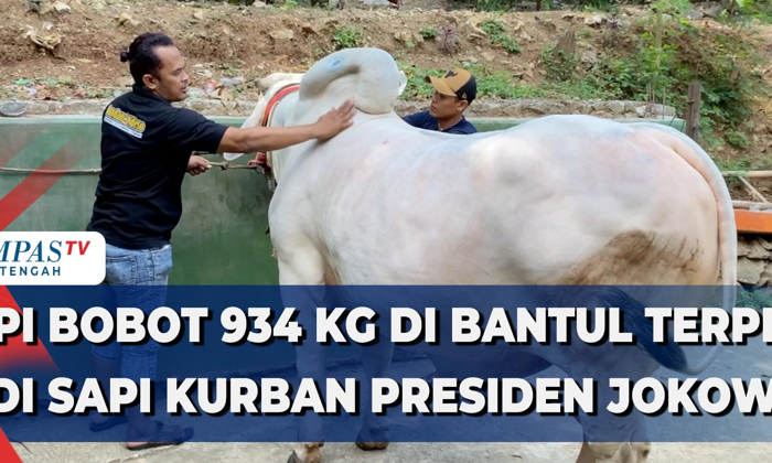 sapi bobot 934 kg di bantul terpilih jadi sapi kurban presiden jokowi