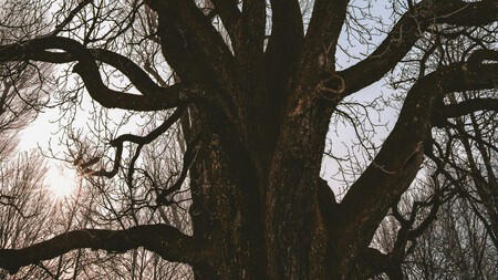 árbol que da sombra y crece hasta 18 metros: es fácil de plantar y no daña la banqueta