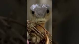 Essential Facts About Black Mamba Snakes