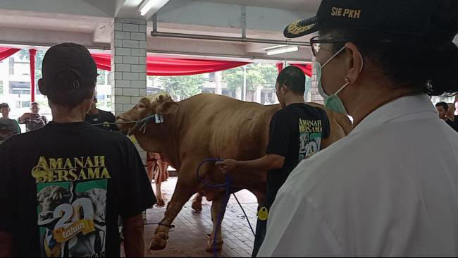 masjid istiqlal sembelih 72 hewan kurban, sapi milik jokowi yang pertama