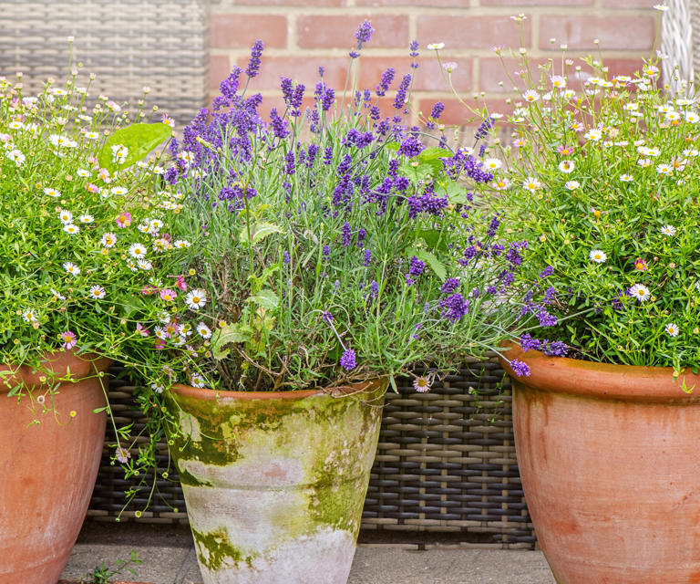 Best lavender companion plants – 8 plants to pair with these fragrant ...